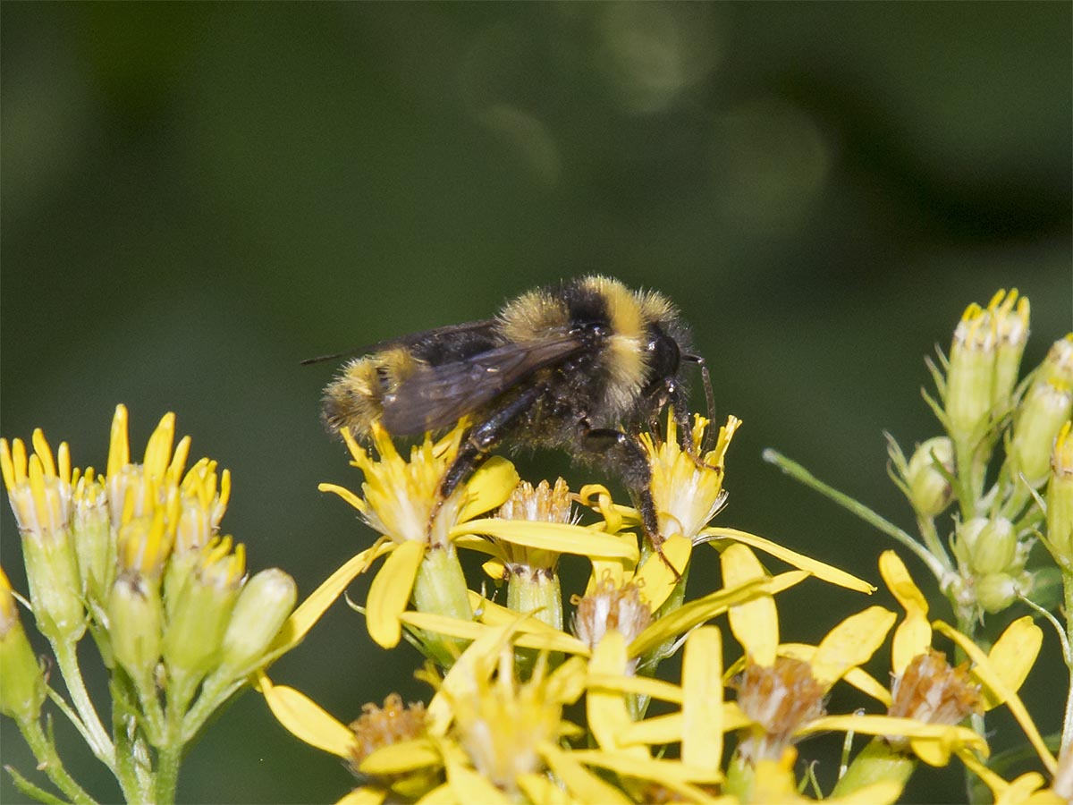 Bombus campestris